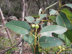 Eucalyptus scias, photograph (c) Lachlan Copeland, some rights reserved (CC BY-SA)