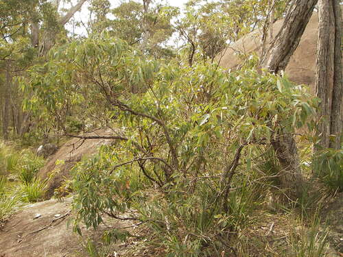 Eucalyptus scias