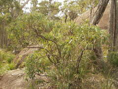 Eucalyptus scias