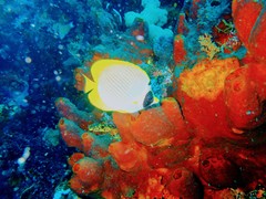 Chaetodon adiergastos