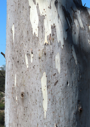 Eucalyptus scoparia, photograph 2