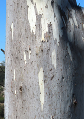 Eucalyptus scoparia, photograph (c) Lachlan Copeland, some rights reserved (CC BY-SA)