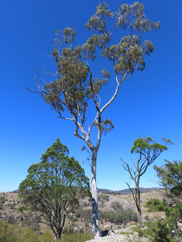 Wallangarra White Gum (Eucalyptus scoparia)