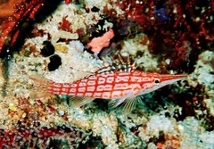 Oxycirrhites typus
