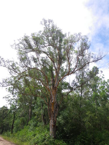 narrow-leaved red gum (Eucalyptus seeana)