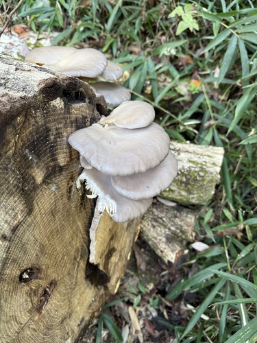 Pleurotus ostreatus