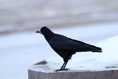 Corvus frugilegus
