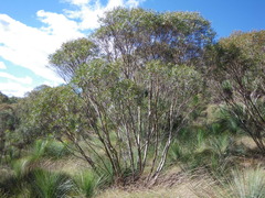 Eucalyptus moorei