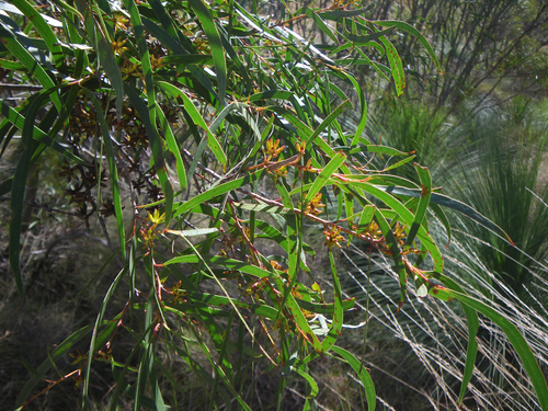 Eucalyptus moorei, photograph 1