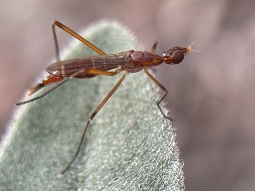 Unknown species found near Desert Botanical Garden, Phoenix, AZ, US