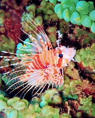 Pterois paucispinula