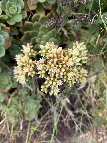 Haworth's Aeonium (Aeonium haworthii)