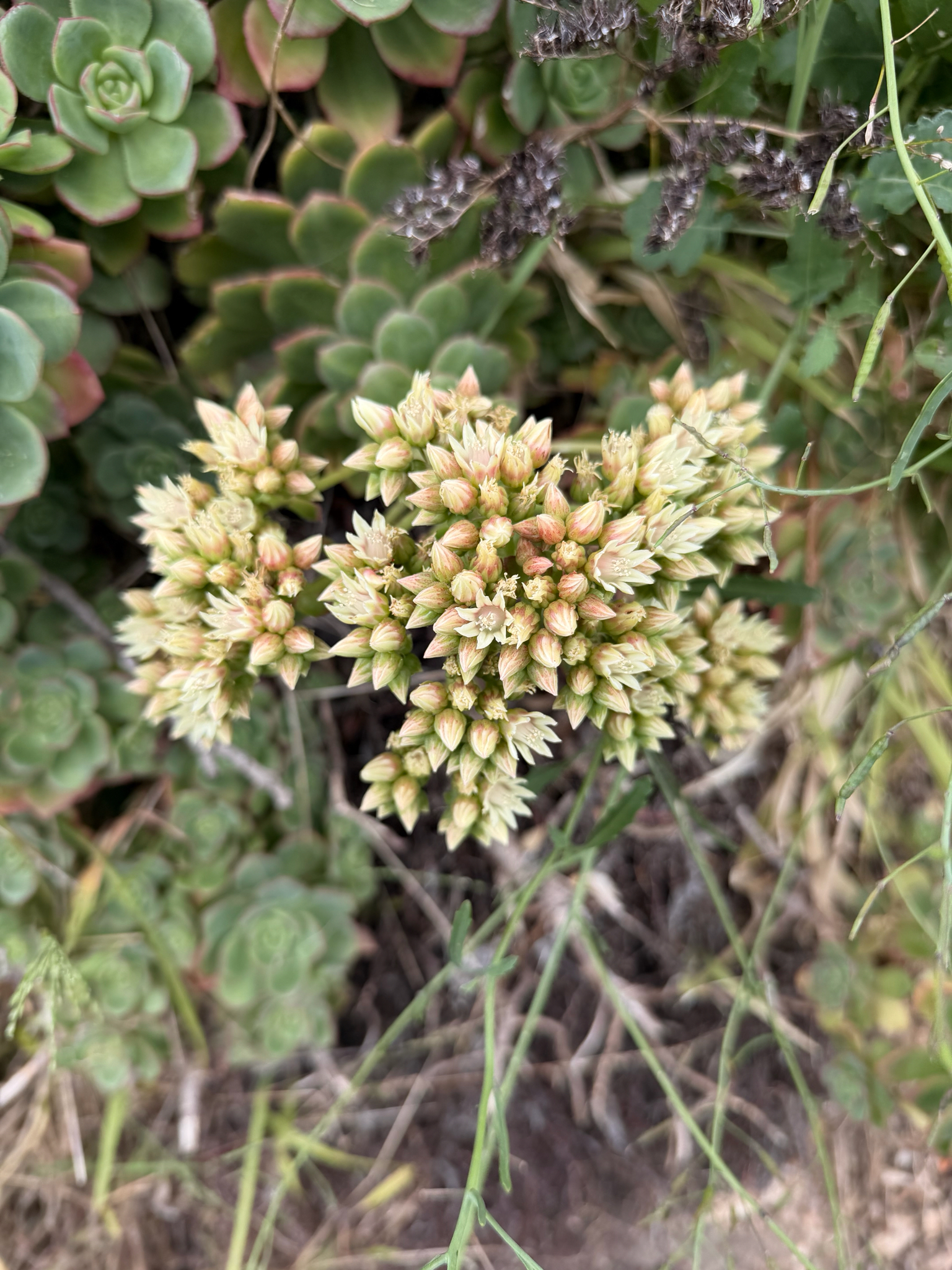 Haworth's Aeonium (Aeonium haworthii)