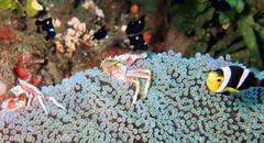 Amphiprion polymnus