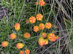 Gentianella hirculus