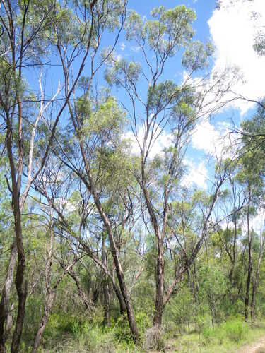 Eucalyptus viridis, photograph 2