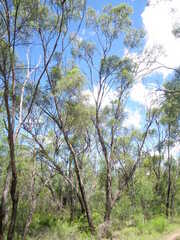 Eucalyptus viridis, photograph (c) Lachlan Copeland, some rights reserved (CC BY-SA)