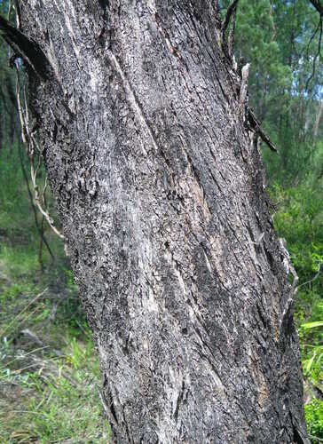Eucalyptus viridis, photograph 1