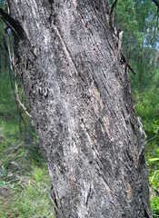 Eucalyptus viridis