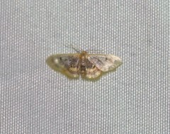 Idaea scintillularia