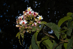 Billia (Billia)