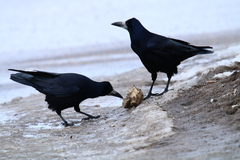 Corvus frugilegus