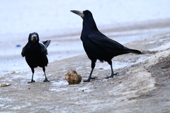 Corvus frugilegus