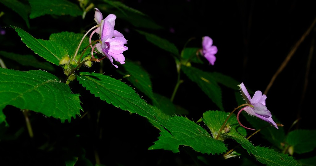 Transvaal balsam