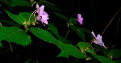 Impatiens sylvicola