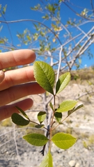 Fraxinus