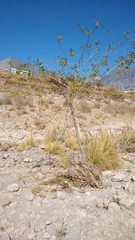 Fraxinus