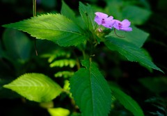 Impatiens sylvicola
