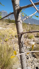 Fraxinus
