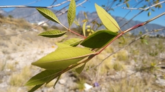 Fraxinus