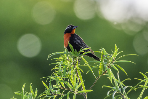 White-browed Meadowlark