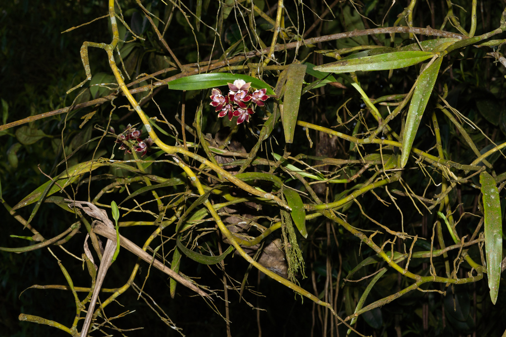 Prosthechea gilbertoi