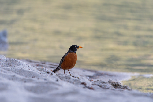 American Robin