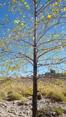 Populus mexicana