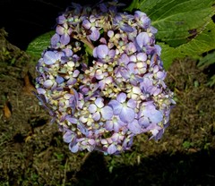 Hydrangea