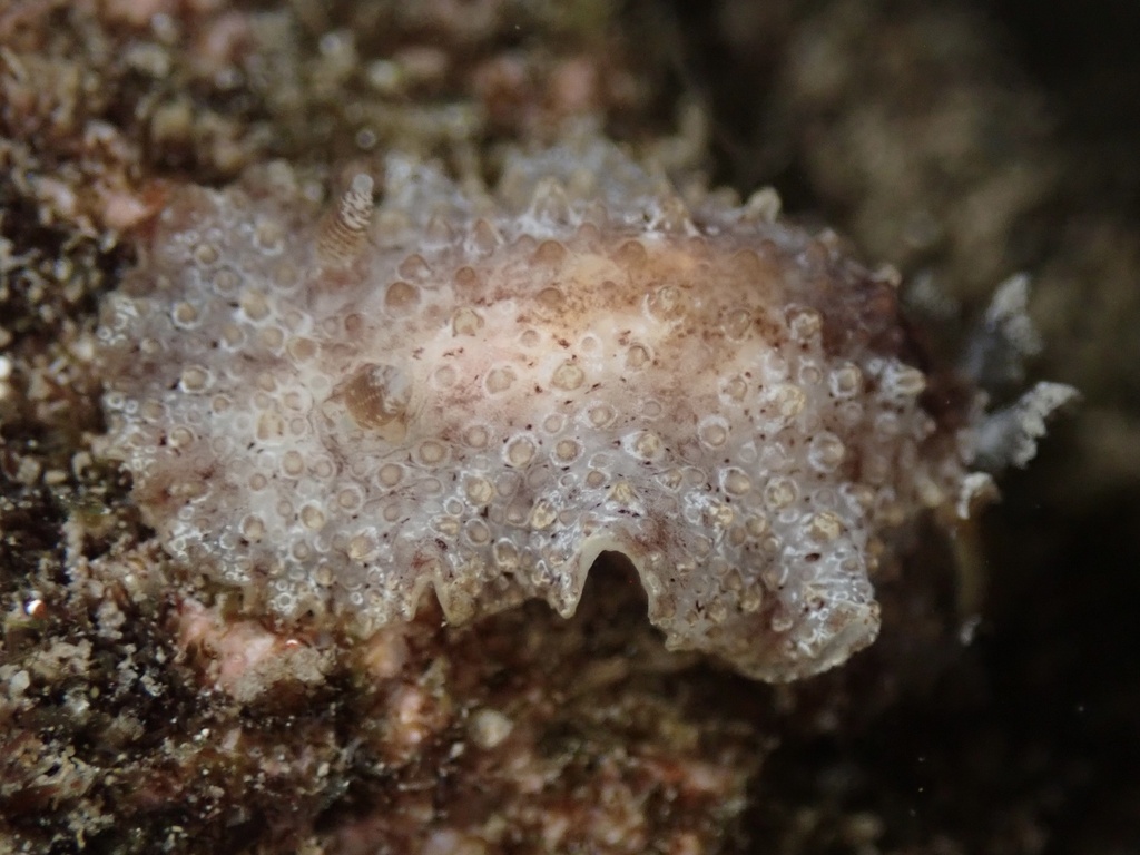 Small Bubble Dorid