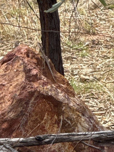 Gilbert's Dragon