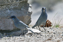 Pinyon Jay photo 4