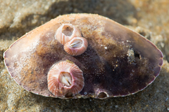 Paraconcavus pacificus