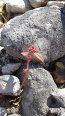 Euphorbia hirta