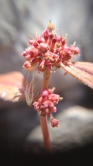 Euphorbia hirta