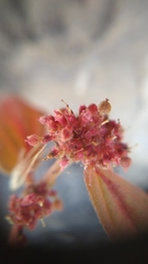 Euphorbia hirta