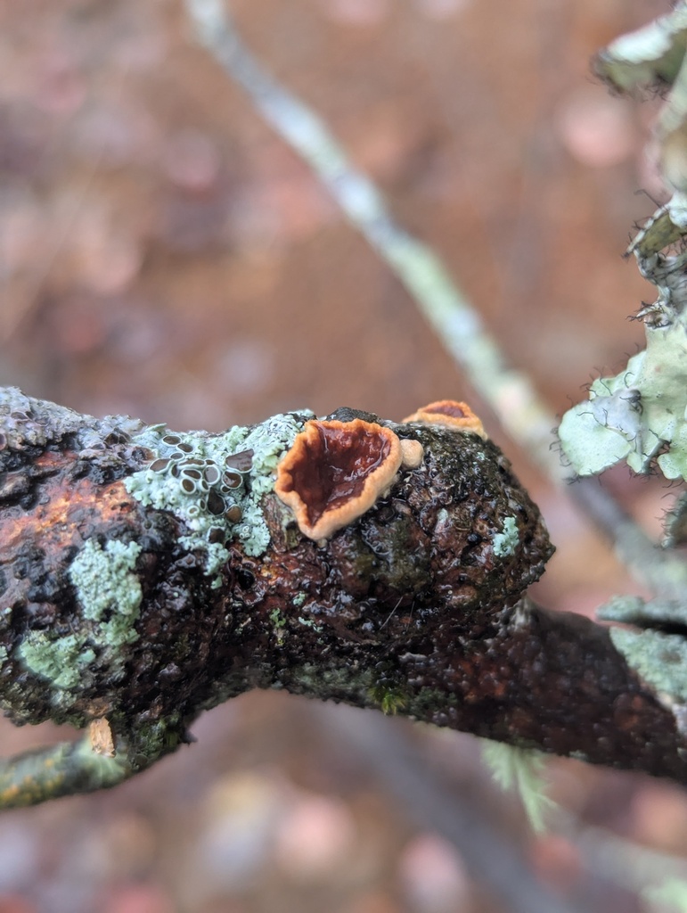 Scytinostroma artocreas · October 2025 · photo: © alinamartin (iNaturalist, cc-by)