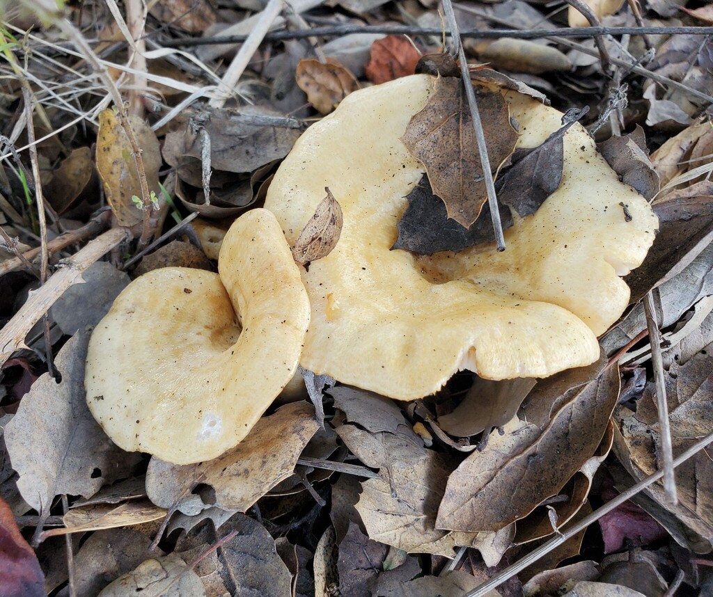 Lactarius alnicola · November 2025 · photo: © arlenedevitt (iNaturalist, cc-by)
