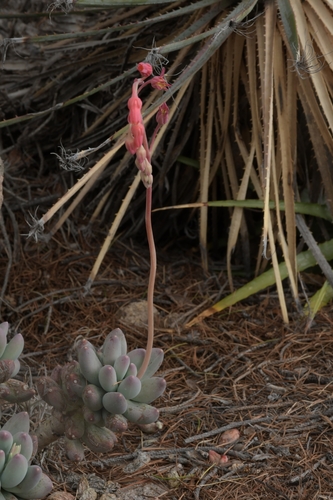 Hooker's fat plant (Pachyphytum hookeri)