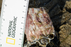 Megabalanus californicus